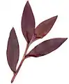 Dessus de feuilles de Tradescantia pallida cv. "Purple Heart".