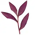 Dessous de feuilles de Tradescantia pallida cv. "Purple Heart".