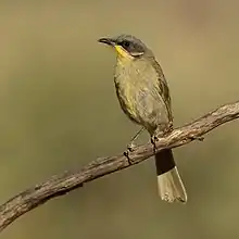 Un petit oiseau se tenant de face sur une branche, au poitrail jaune pale devenant jaune vif sur le cou, tête marron foncé, queue marron clair.