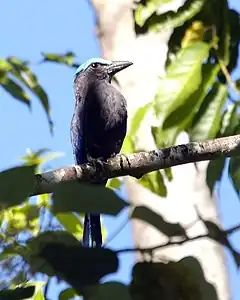 Coracias temminckii