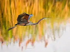 Héron pourpré en vol dans les lagunes de Ria Formosa au Portugal. Mai 2020.