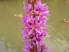 Inflorescence.