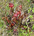 Sarracénie pourpre (Sarracenia purpurea) sur les Tablelands.