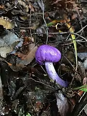 Photographie d'un champignon entièrement violet poussant dans l'humus forestier.