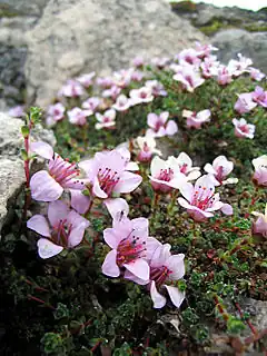 Saxifrage à feuilles opposées