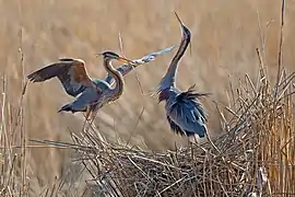 Hérons pourprés construisant un nid dans la réserve naturelle de Wagbachniederung (de), Allemagne. Avril 2019.