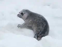 Photographie en couleurs d'un phoque au poil blanc et gris, le corps allongé sur la neige.