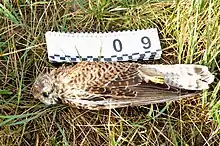Photo d'un cadavre de Faucon crécerelle femelle dans l'herbe, à côté d'une échelle graphique