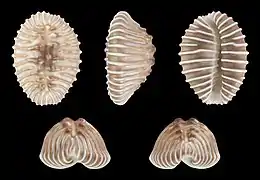 Pusula solandri