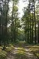 La forêt près de Trzaskowo.