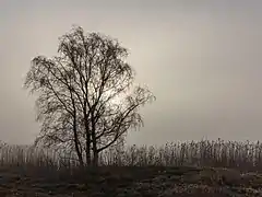 Brouillard à Put van Nederhorst, Langweerderwielen, Langweer. Février 2021