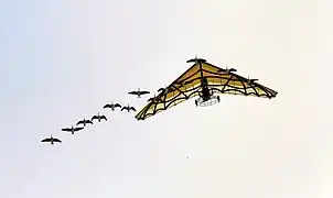 Oies en vol groupé accompagnant un ULM pendulaire au Puy du Fou