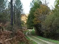 La forêt de la Double à Puymangou