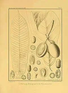 Description de l'image Pycnanthus angolensis.jpg.