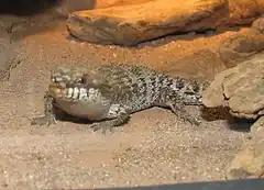 Description de l'image PygmySpinyTailedSkink2.jpg.