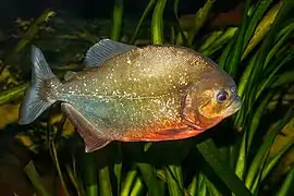 Un poisson argenté à ventre orange.