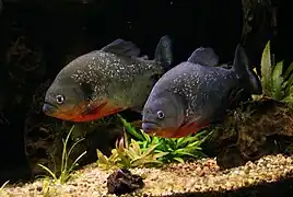 Deux piranhas à ventre rouge, dans un aquarium