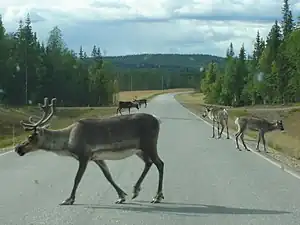 Rennes sur la route régionale 962 près de Sodankylä.