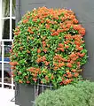 Un Pyracantha cultivé en espalier sur un mur