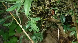 Guêpe attaquant la pyrale, Yvelines.