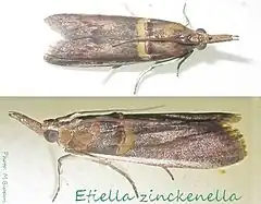 Description de l'image Pyralidae-Etiella zinckenella-15.jpg.