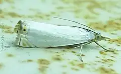 Description de l'image Pyralidae-Microcrambon paphiellus-8mm-12.jpg.