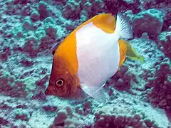 Description de l'image Pyramid Butterflyfish.jpg.