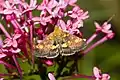 Pyrausta aurata  (Scopoli, 1763)