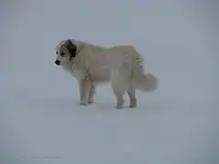 Chiens de montagne des Pyrénées du Beerenkotten.