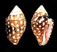 Pictocolumbella ocellata