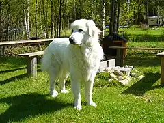 Chien de montagne des Pyrénées.