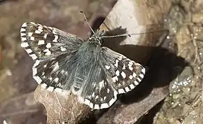 Pyrgus melotis