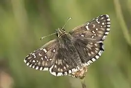 Pyrgus serratulae