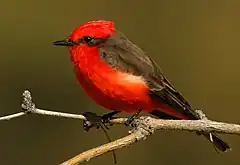 Description de l'image Pyrocephalus obscurus flammeus, Pima, Arizona 1.jpg.