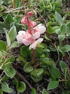 Pyrola grandiflora dans la région d'Upernavik