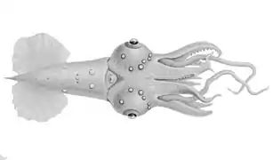 Pyroteuthis margaritifera