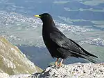 Chocard à bec jaune (Pyrrhocorax graculus)