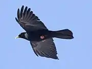 Flying Alpine Chough silhouetted against the sky