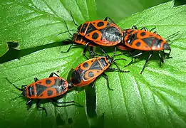 Gendarmes (Pyrrhocoris apterus), insecte commun en Europe.