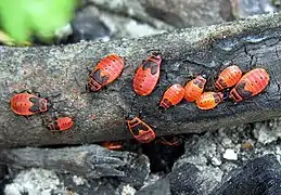 Nymphes de gendarmes (Pyrrhocoris apterus) à différents stades