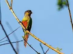 Description de l'image Pyrrhura amazonum pallescens Madeira Parakeet; Candeias do Jamari, Rondônia, Brazil.jpg.