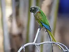 Description de l'image Pyrrhura devillei - Blaze-winged Parakeet; Aquidauana, Mato Grosso do Sul, Brazil.jpg.