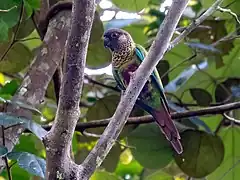 Description de l'image Pyrrhura lucianii Bonaparte's Parakeet; Porto Velho, Rondônia, Brazil.jpg.