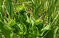 Pyrrocoma crocea, Involucre de bractées