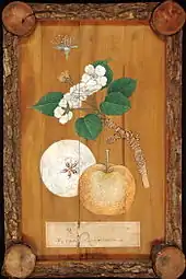 Peinture d'un rameau fleuri, d'un fruit et d'une coupe du fruit, sur un panneau de bois avec un encadrement d'écorce