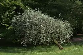 Dans le jardin botanique de Gothenburg.