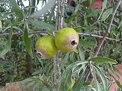 Fruits de petite taille.