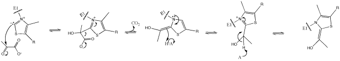 Mécanisme réactionnel de la pyruvate déshydrogénase.