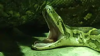 Python molure (Jardin des plantes de Paris).