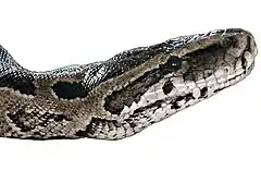 Description de l'image Python natalensis-Head.jpg.